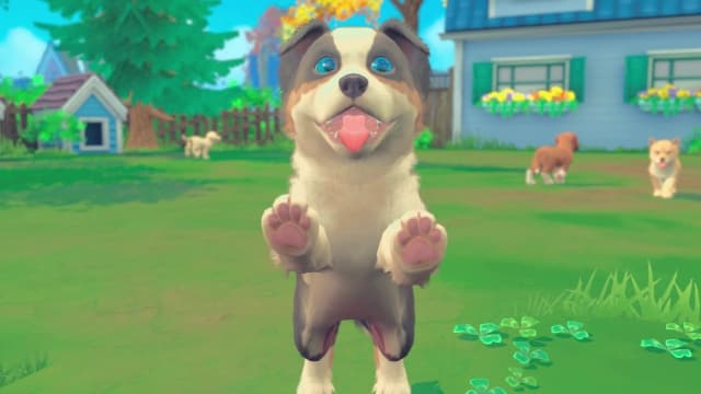 我的领域：小猫小狗-v1.0.3-中文30帧 image 3