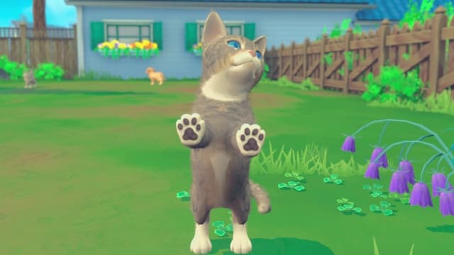 我的领域：小猫小狗-v1.0.3-中文30帧 image 5